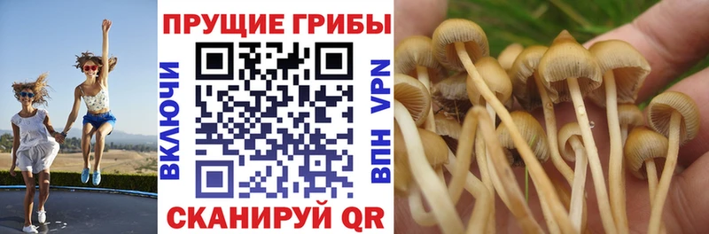 Галлюциногенные грибы прущие грибы  как найти наркотики  Печоры 